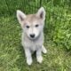 Spring Lowcontent Wolfdog Litter in MN