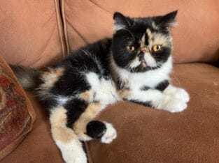Exotic Shorthair Calico “Paisley”