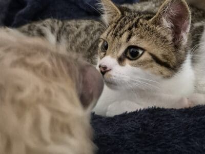 Foster Kitten