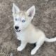 Spring Lowcontent Wolfdog Litter in MN