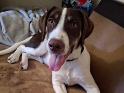 Blue healer/lab mix puppy
