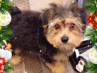 Puppy morkiepoo