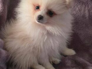 Light Pink – Rosie AKC Registered