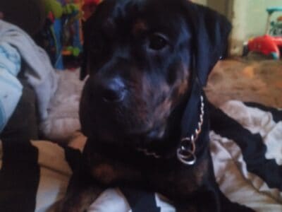 American bulldog rotti cross