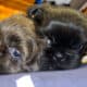 Shih Tzu Pups Available after March 3rd
