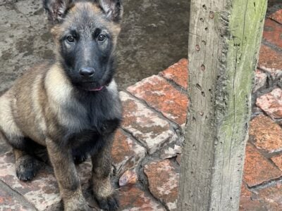 Belgium Malinois puppies