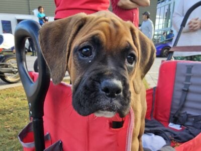 2 boxer girl babies ready for there foreven home.