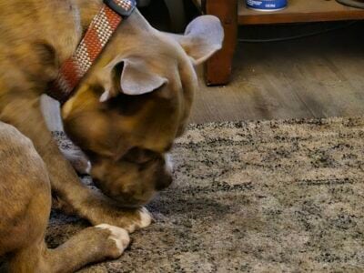 9 Mo King Louie American Bully