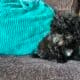 Morkiepoo puppies looking for their forever homes