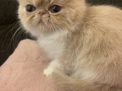 CFA Exotic Shorthair