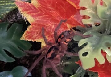 Pumpkin Patch Tarantula