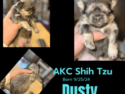 Dusty