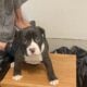 Bull mix puppies