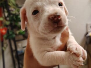 Beautiful Puppies 🩷