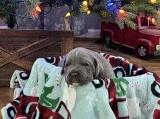 Cane corso puppies