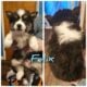 Siberian husky puppies
