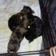 MALE TOY YORKIE