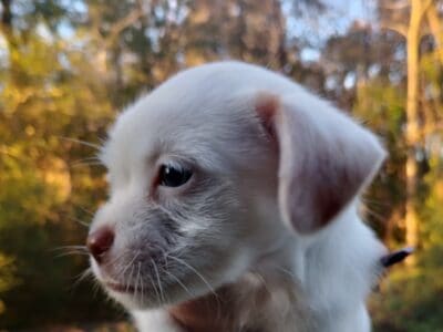 MaltiChi Maltese x Chihuahua mix male puppies