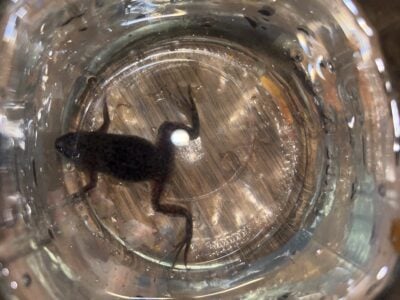 Adult African Dwarf Frog