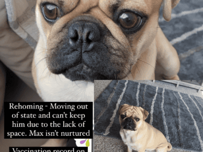 Pug Max