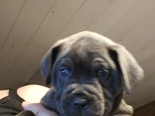 AKC registered Cane Corsos