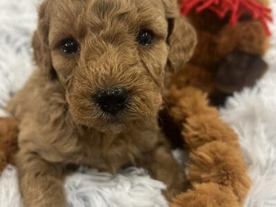 F1b Petite Mini Golden Doodles