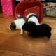 Pure Bred Pomeranian Pups