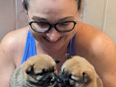 2 female Shiba Inu puppies available for adoption