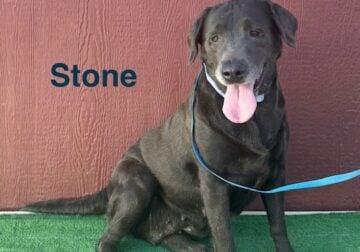 Stone Femal AKC Charcoal Lab