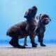 Cane Corso puppies ready for their new home!