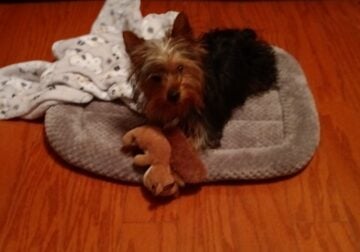Yorkshire terrier
