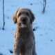 Scout —F1 Mini English Goldendoodle