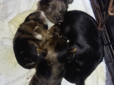 MALE TOY YORKIE