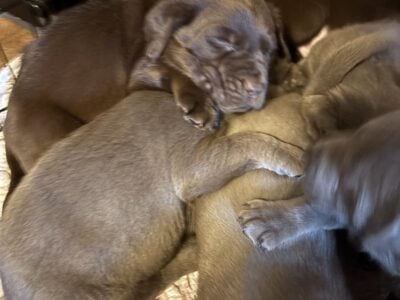 AKC Choclate and Sliver Lab Pups