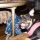 Pocket Bully Puppy for Adoption – Seven