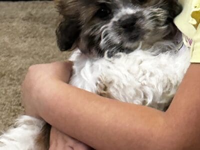 Shiranian puppy 8 week