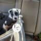 Pocket Bully Puppy for Adoption – Seven