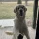 Scout —F1 Mini English Goldendoodle