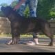 American Bully