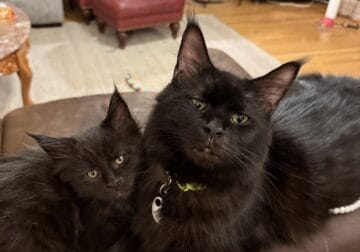 European Maine Coon Kitten – In USA – Jack Sparrow