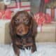 Adorable Mini Dachshund Puppies