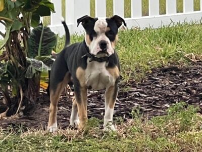 11 month old Bully pup