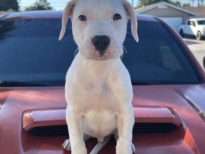 Dogo Argentino Pups