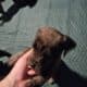 WailerDane puppies