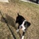 50% European Boxer puppies