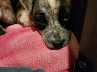 Boxer heeler mix