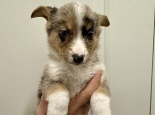 Auggie Puppy (Australian Shepherd/Corgi mix)