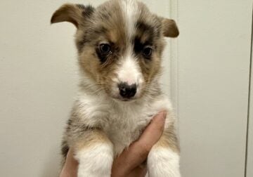 Auggie Puppy (Australian Shepherd/Corgi mix)