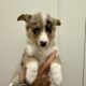 Auggie Puppy (Australian Shepherd/Corgi mix)