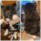 Siberian husky puppies
